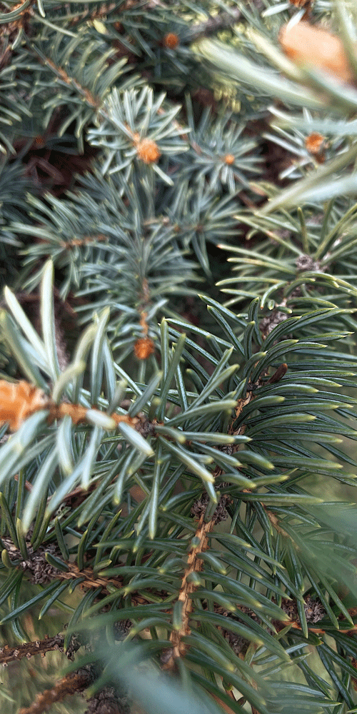 silver fir