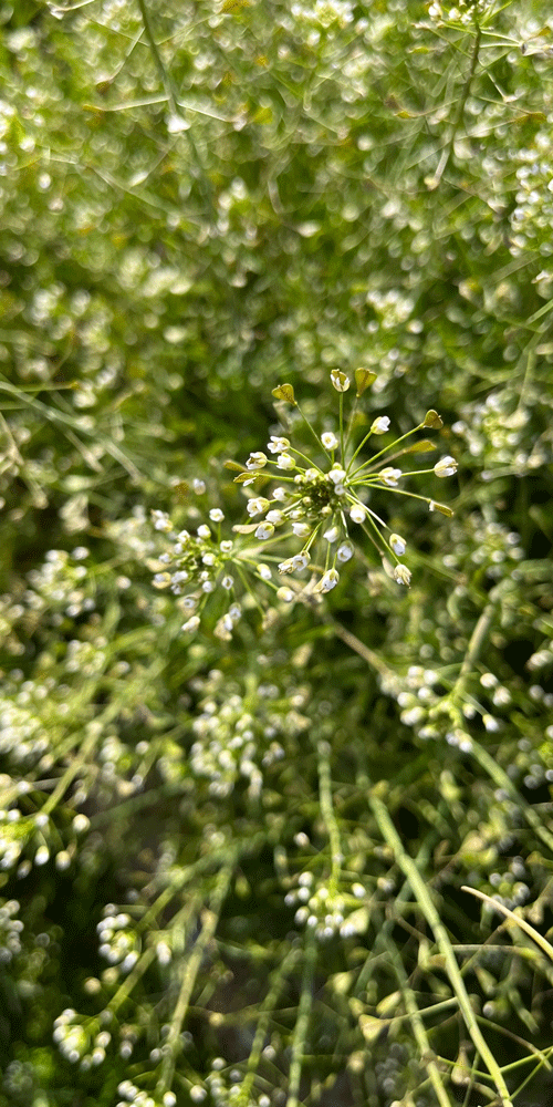 fleurs blanches
