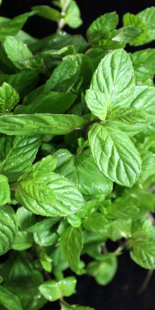menthe bergamote