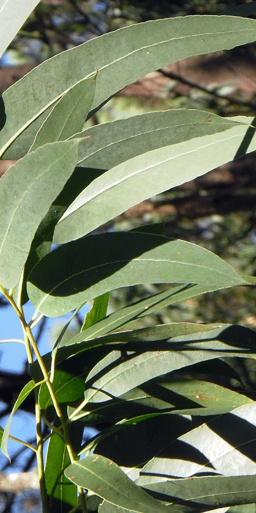 eucalyptus globuleux