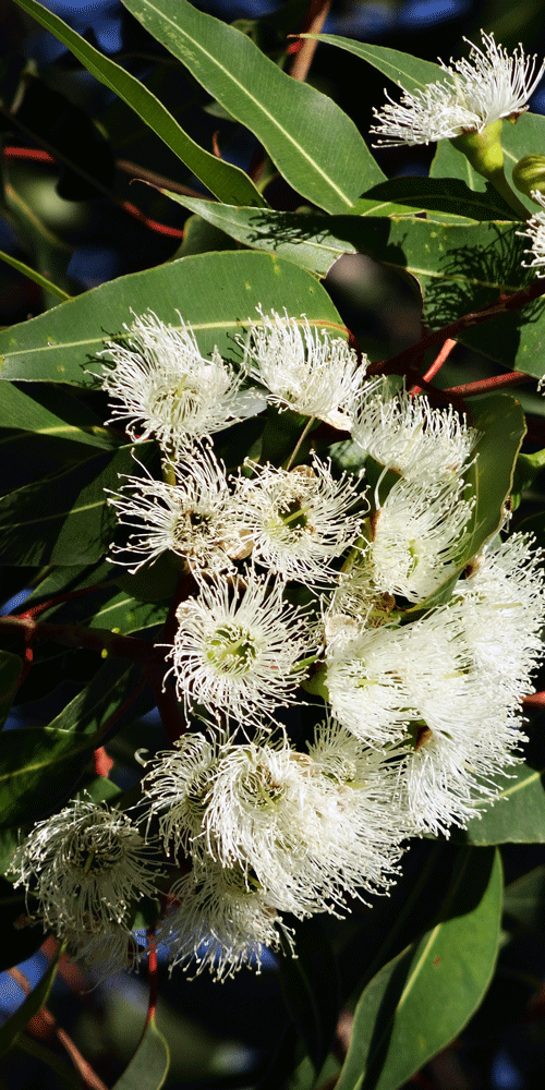 fleurs d'eucalyptus