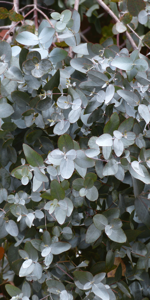feuilles d'eucalyptus