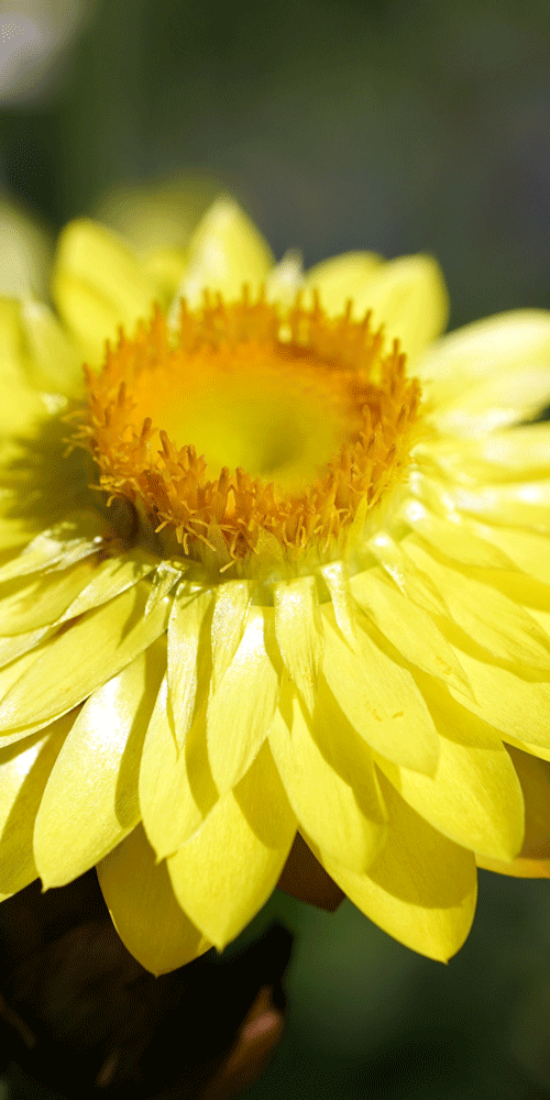 Immortelle d’Italie