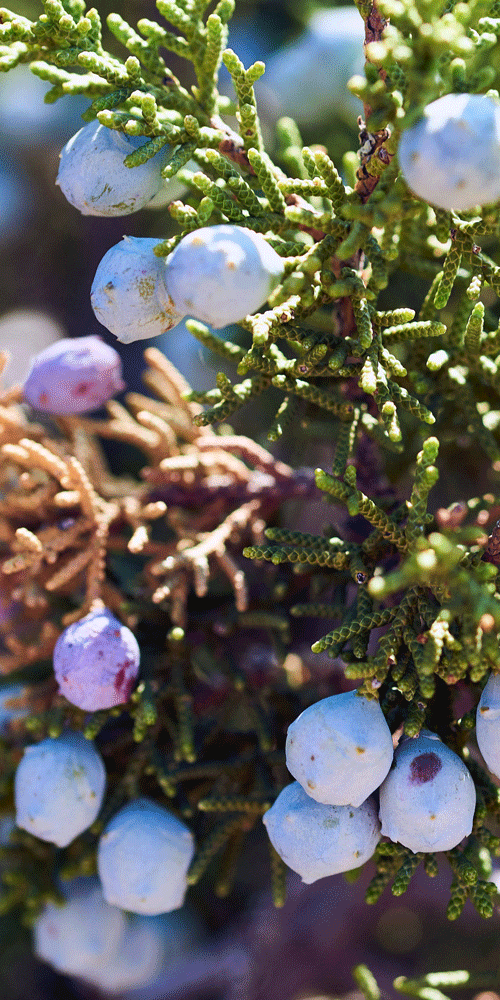 juniper berries
