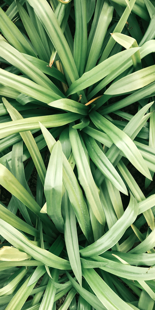 lemongrass