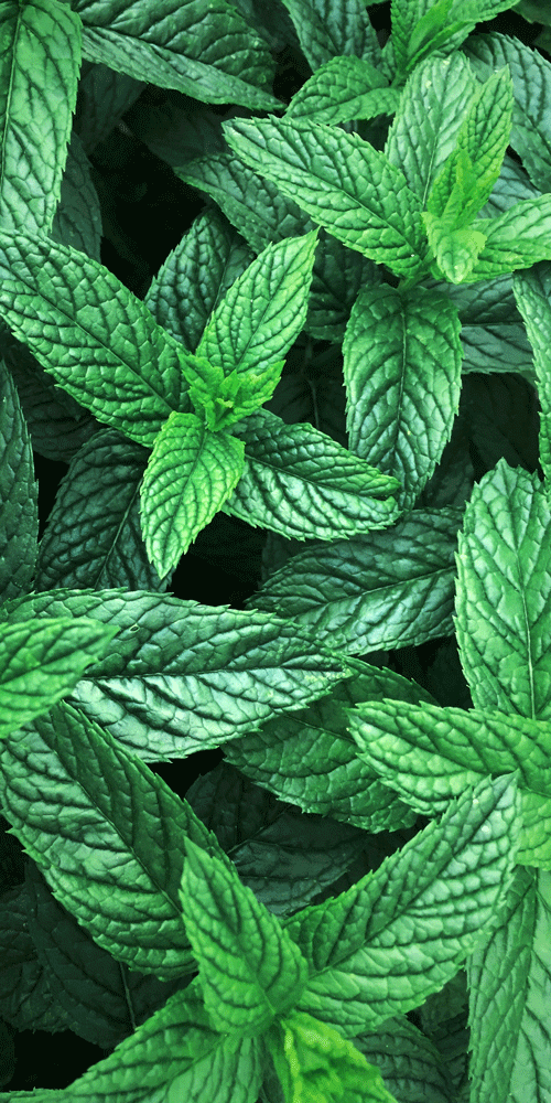 menthe poivrée