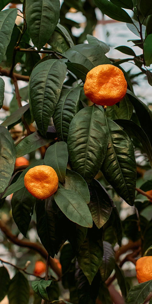 orange petitgrain