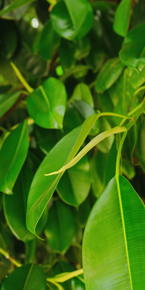 green leaves