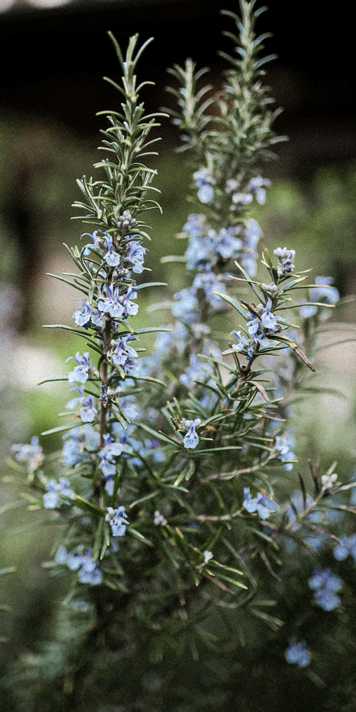 rosemary