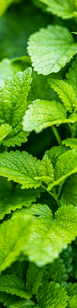 lemon balm