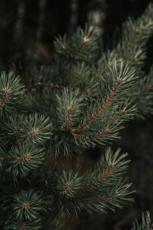 scots pine