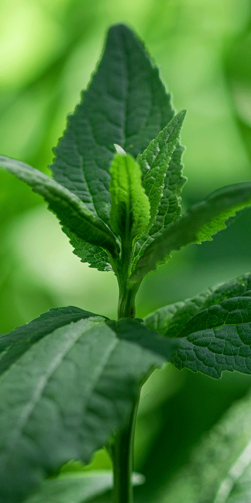 menthe sauvage