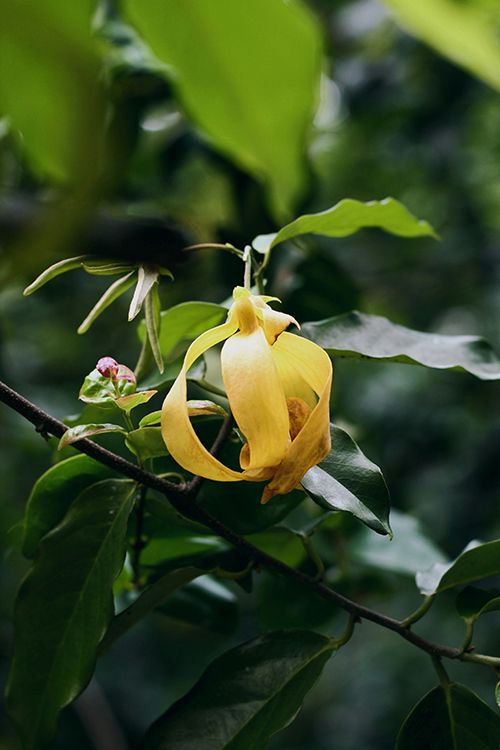 ylang-ylang
