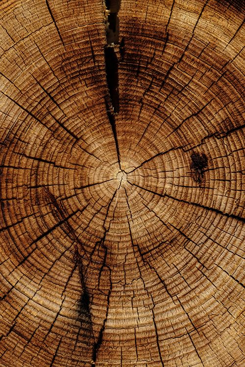 cedarwood