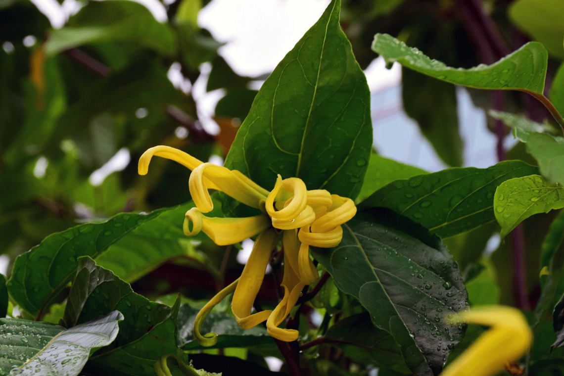 ylang-ylang