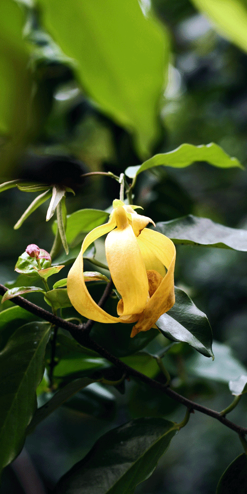 ylang-ylang
