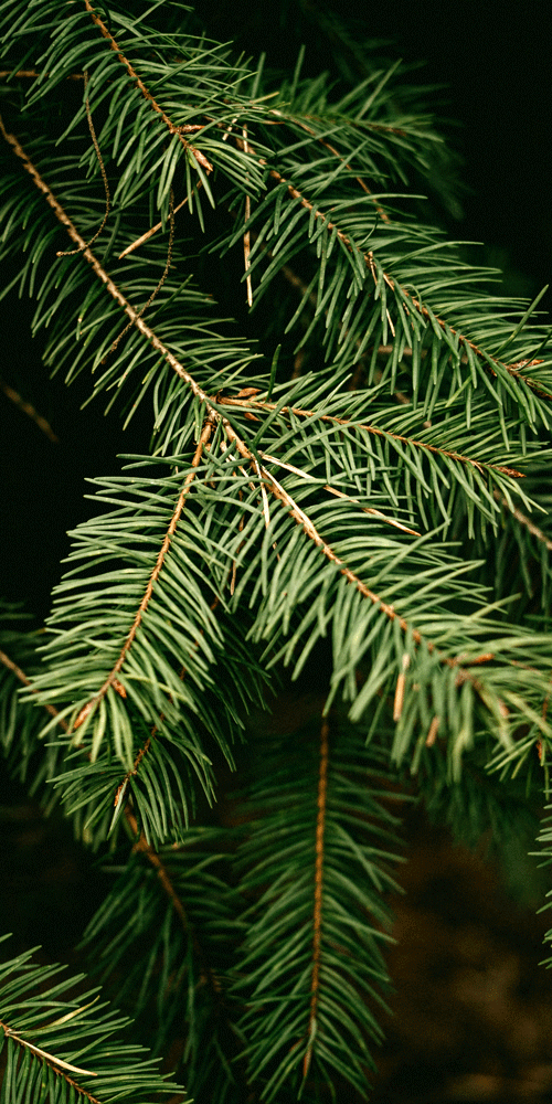 sapin de Sibérie