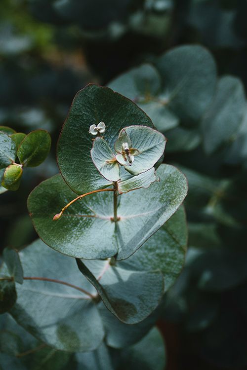 eucalyptus