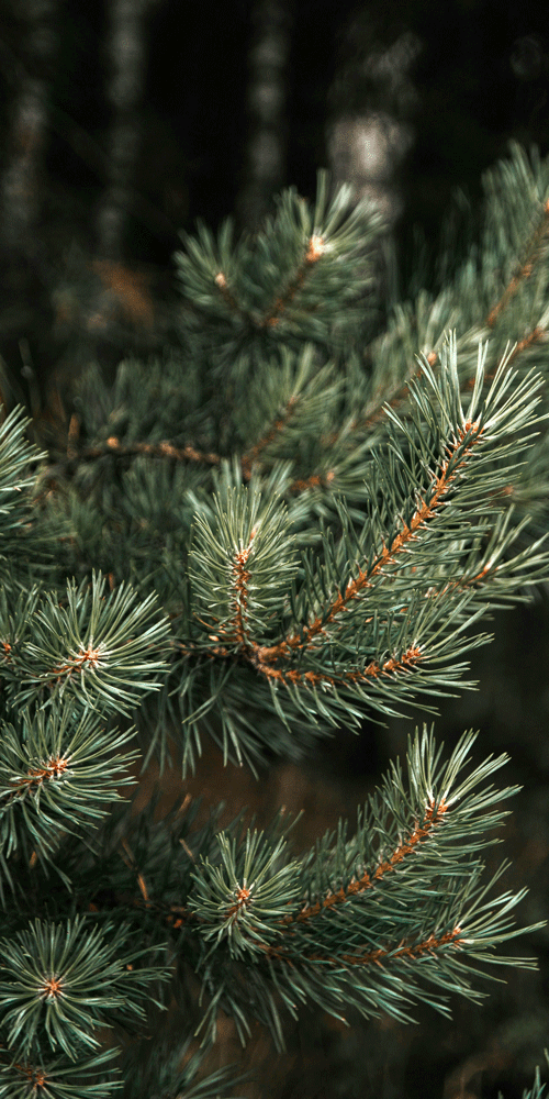 scotch pine