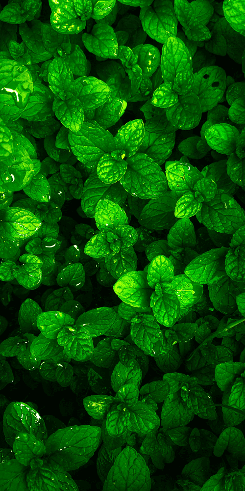 menthe verte