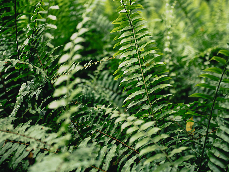 plants plantes blog post