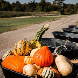 pumpkins in a wheelbarrow