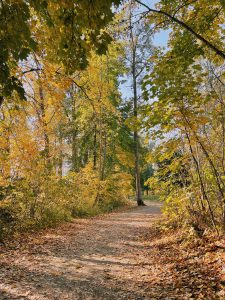 trail in the woods