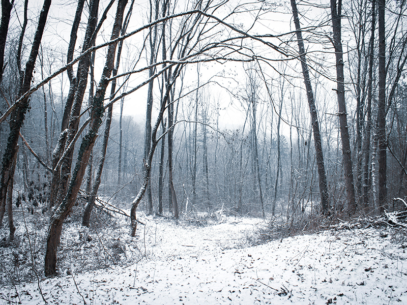 snowy forest